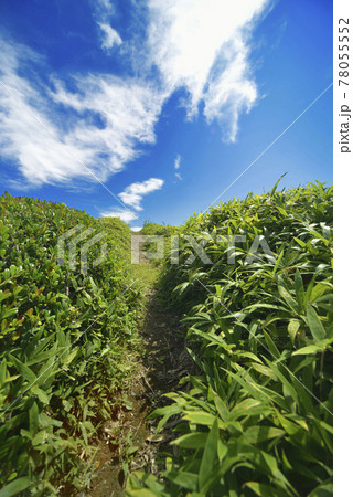 夏の風景 夏の風景 78055552