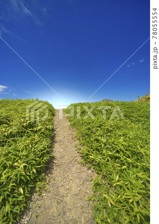 夏の風景 78055554