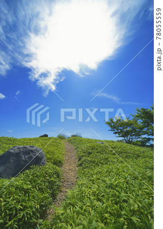 夏の風景 78055559