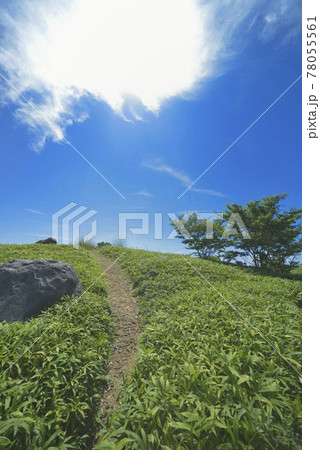 夏の風景 夏の風景 78055561