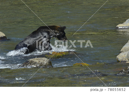 知床のヒグマ 78055652