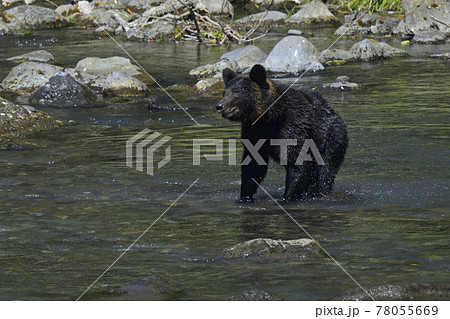 知床のヒグマ 78055669