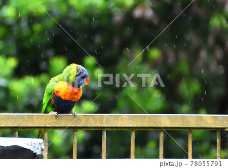 A Rainbow Lorikeet sitting on a fence in the rain 78055791