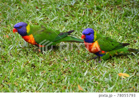 Two Rainbow Lorikeets eating seeds in the grass 78055793
