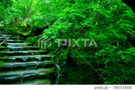 初夏　雨の日の京都・瑠璃光院 78055808