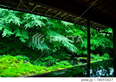 初夏　雨の日の京都・瑠璃光院の青紅葉 78055827