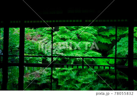 初夏　雨の日の京都・瑠璃光院の青紅葉 78055832
