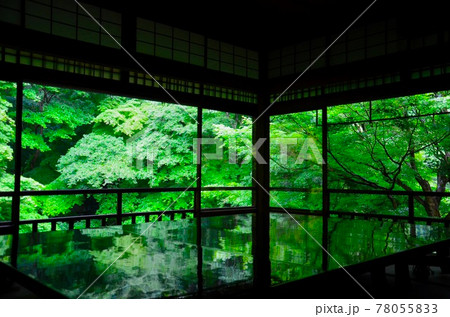 初夏　雨の日の京都・瑠璃光院の青紅葉 78055833