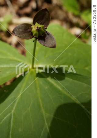 エンレイソウ 78055939