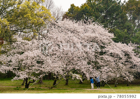 島根県出雲市　出雲大社境内で満開の桜と写真を撮る人 78055992