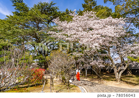 山口県萩市 松陰神社内の桜咲く学びの道を歩く巫女さん 山口県萩市 松陰神社内の桜咲く学びの道を歩く巫女さん 78056043