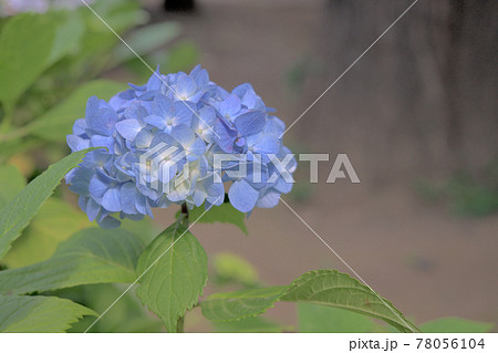 季節感のある花、パステルカラーの紫陽花 78056104