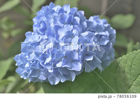 季節感のある花、パステルカラーの紫陽花 季節感のある花、パステルカラーの紫陽花 78056109