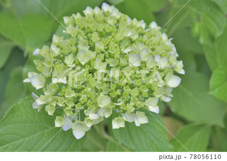季節感のある花、パステルカラーの紫陽花 季節感のある花、パステルカラーの紫陽花 78056110
