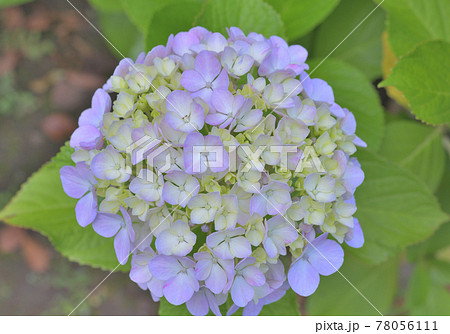 季節感のある花、パステルカラーの紫陽花 季節感のある花、パステルカラーの紫陽花 78056111