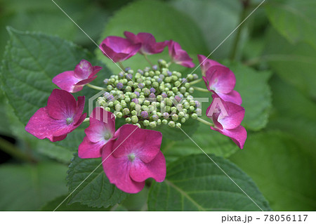 季節感のある可愛いピンクの紫陽花の写真素材