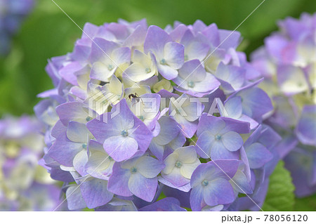 季節感のある花 パステルカラーの紫陽花の写真素材