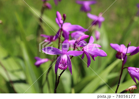 春の公園に咲くシランのピンクの花 78056177