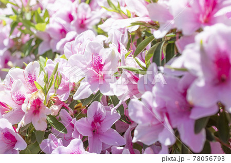 満開のピンクのアザレアの花【風景】 満開のピンクのアザレアの花【風景】 78056793