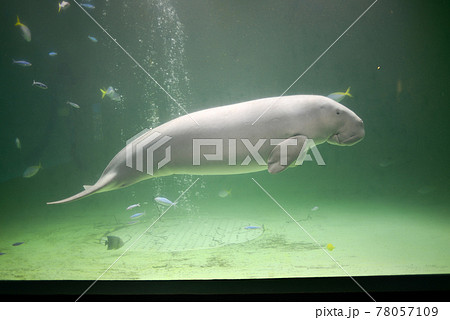 水槽内を泳ぐ鳥羽水族館のジュゴン 水槽内を泳ぐ鳥羽水族館のジュゴン 78057109