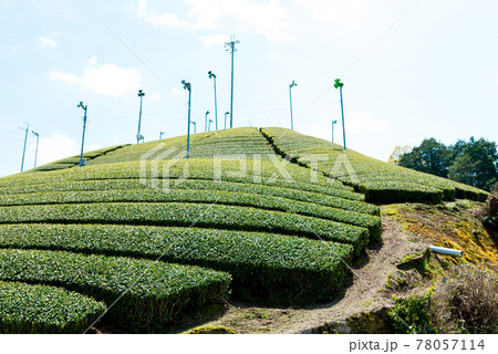 和束町の茶畑 和束町の茶畑 78057114