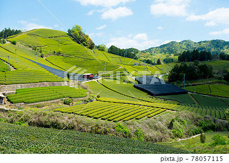 和束町石寺の茶畑のある風景 和束町石寺の茶畑のある風景 78057115