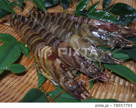 活きた車エビ 78057705