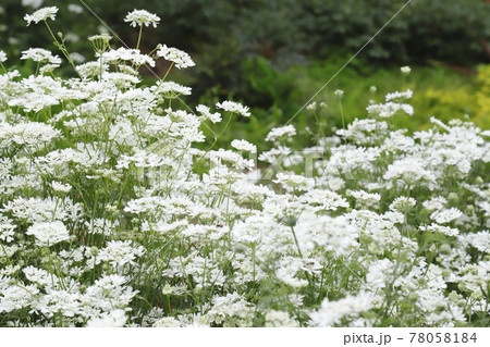 白いレースのようなオルレアの花 78058184