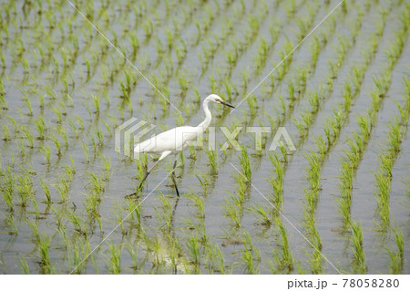 鳥 ノン 稲 78058280