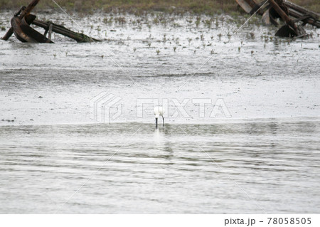 鳥 海 干潟 78058505