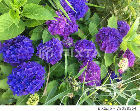 北海道　色鮮やかな紫紫の紫陽花11個と蕾と葉 78058554