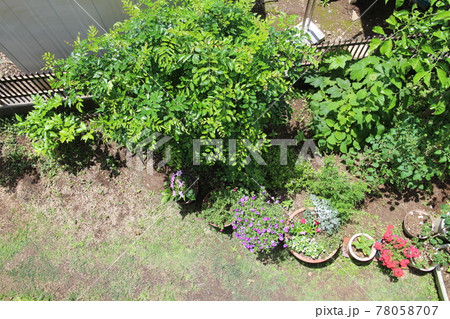 庭のシマトネリコ 78058707