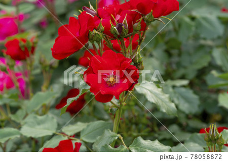 花 バラ バラの花 78058872