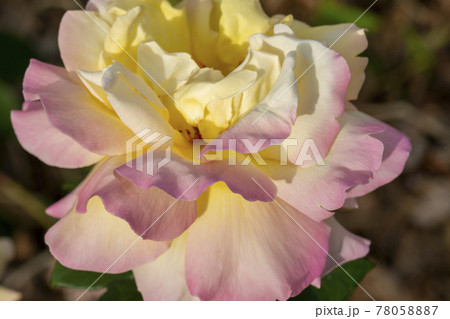 花 バラ バラの花 78058887