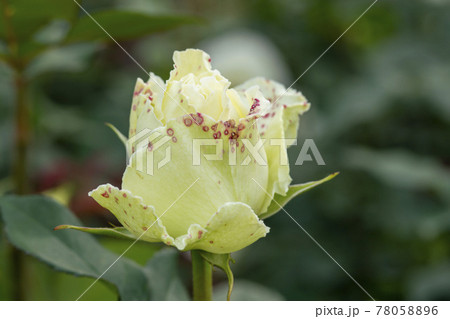 花 バラ バラの花 78058896
