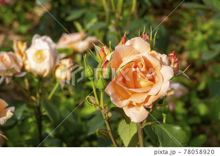 花 バラ バラの花 78058920