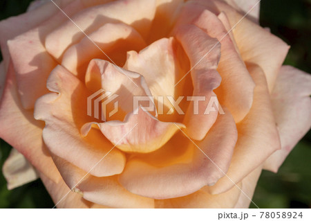 花 バラ バラの花 78058924