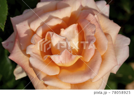 花 バラ バラの花 78058925