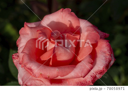 花 バラ バラの花 78058971