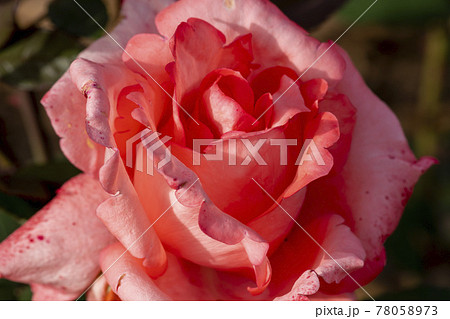 花 バラ バラの花 78058973
