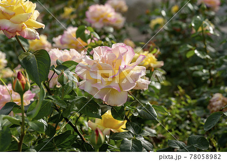 花 バラ バラの花 78058982