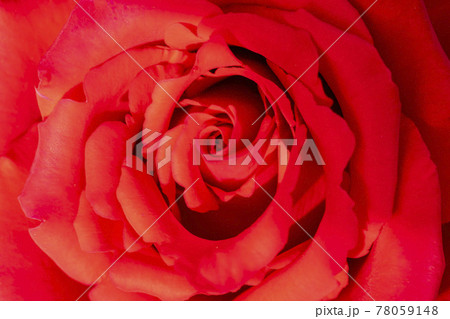 花 バラ バラの花 78059148