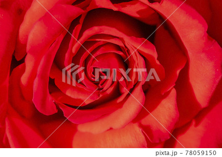 花 バラ バラの花 78059150