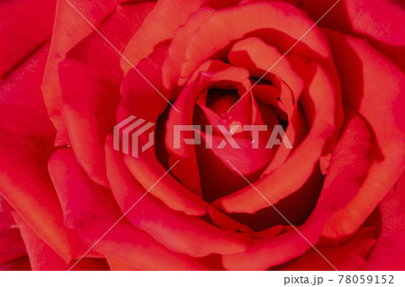 花 バラ バラの花 78059152