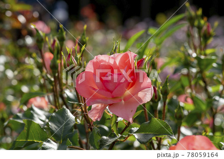 花 バラ バラの花 78059164