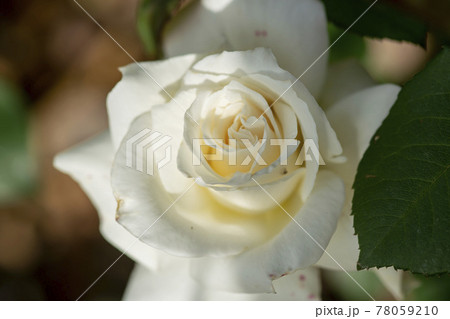 花 バラ バラの花 78059210