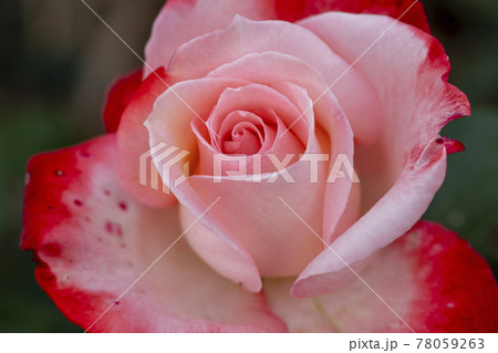 花 バラ バラの花 78059263