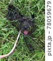 草の中で喜んで遊ぶ黒い犬 78059679