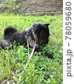 散歩の途中ちょっとひと休みする犬 78059680