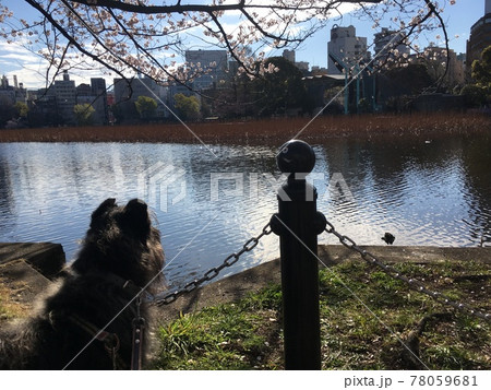 都会の池の前で物思いにふける犬 78059681